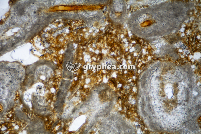 Calcaire asphaltique LPNA x25 - gryphea.org